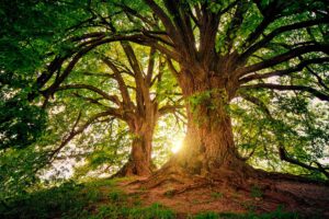 La natura e il soprannaturale - Schola Palatina