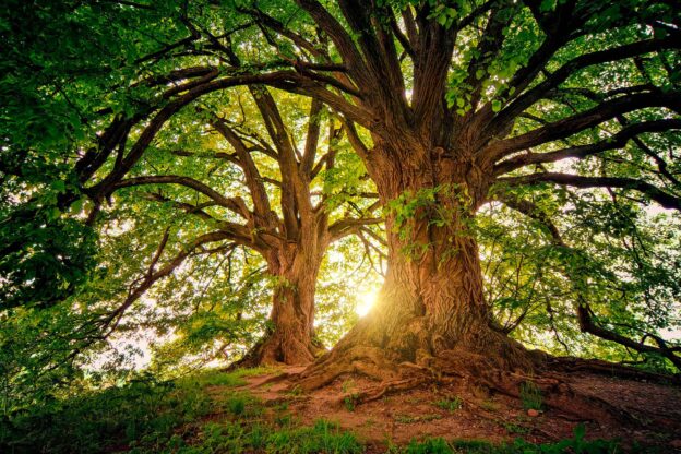La natura e il soprannaturale - Schola Palatina