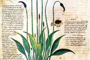 Gli erbari medievali - Schola Palatina